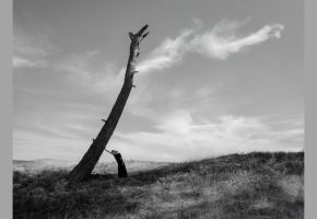 Yves Rocher Vakfı ve Murathan Özbek'ten “Yanıbaşında” Ağaçlarla Kurulan Bir Dostluk Hikayesi