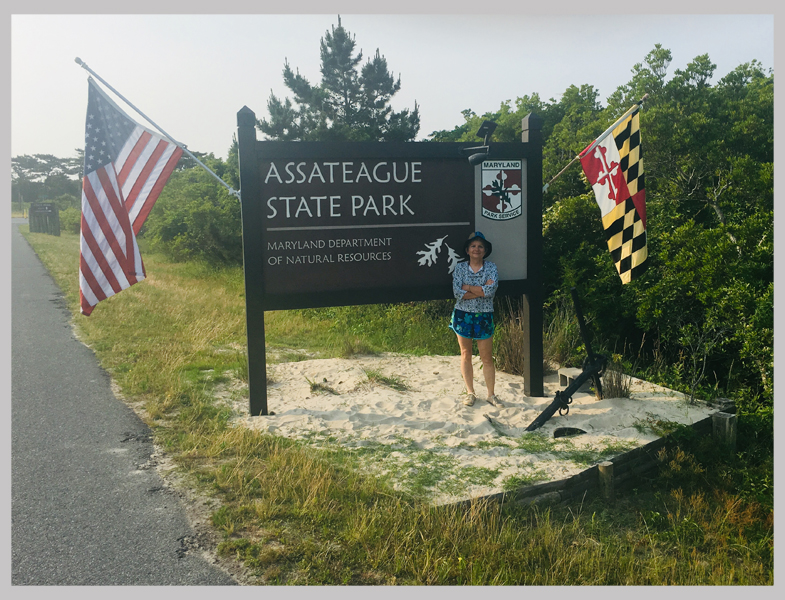 Assateague Adası: Vahşi Atların Cenneti